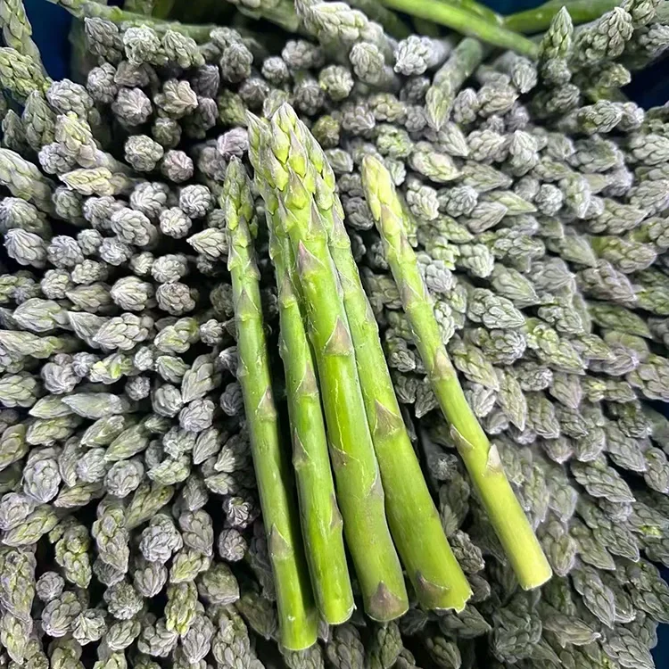 Ho Khethiloe Frozen Green Asparagus bakeng sa Ts'ebeletso e Tšoanang ea Lijo le Phepelo ea Lijo
