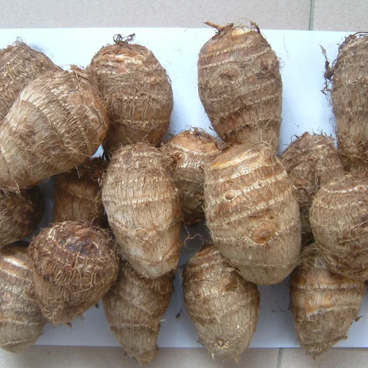 Taro e Ncha ea Tšimo
