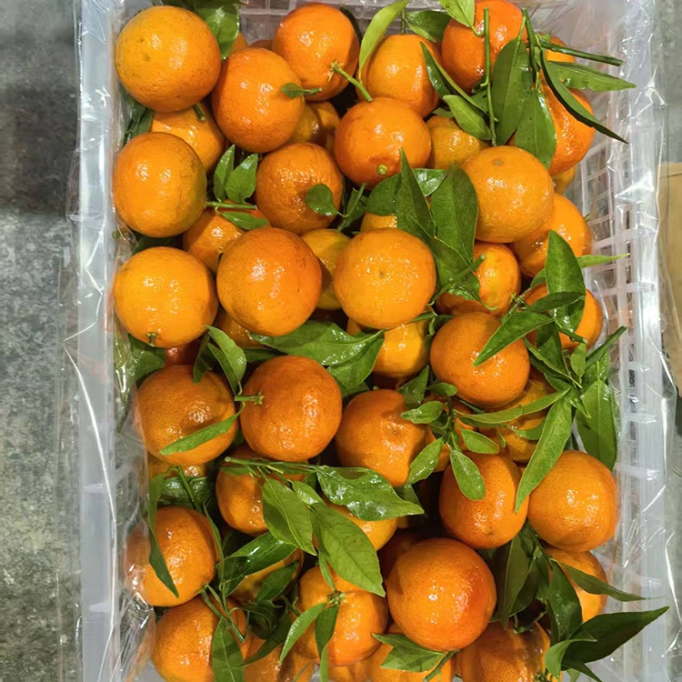 Mashui Mandarin e ncha
