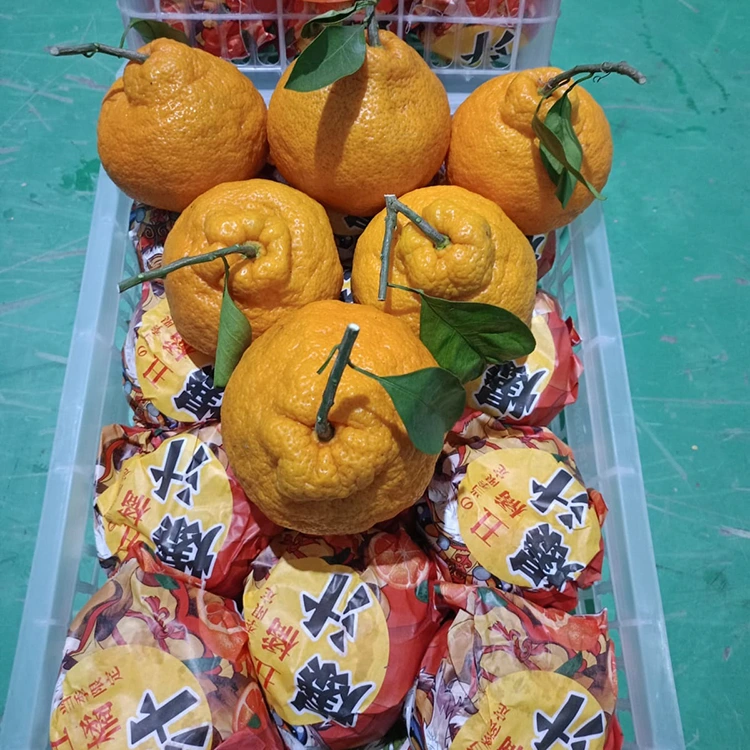 Mandarin e ncha ea Shiranui