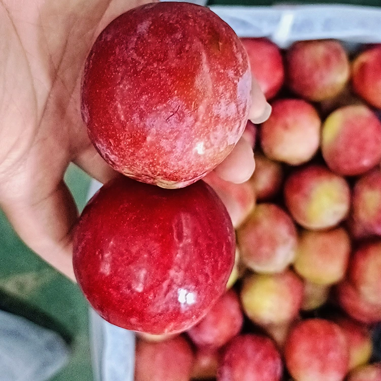 Fresh Monate Red Meiyi Plum