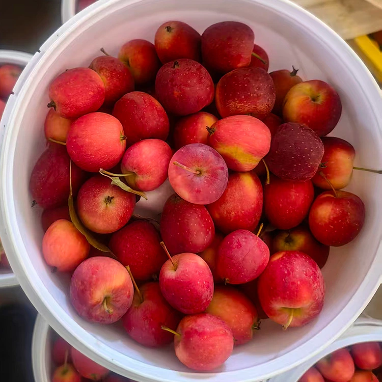 Sejalo se Secha sa Cherry Apple ea Sechaena sa Mophato o Phahameng