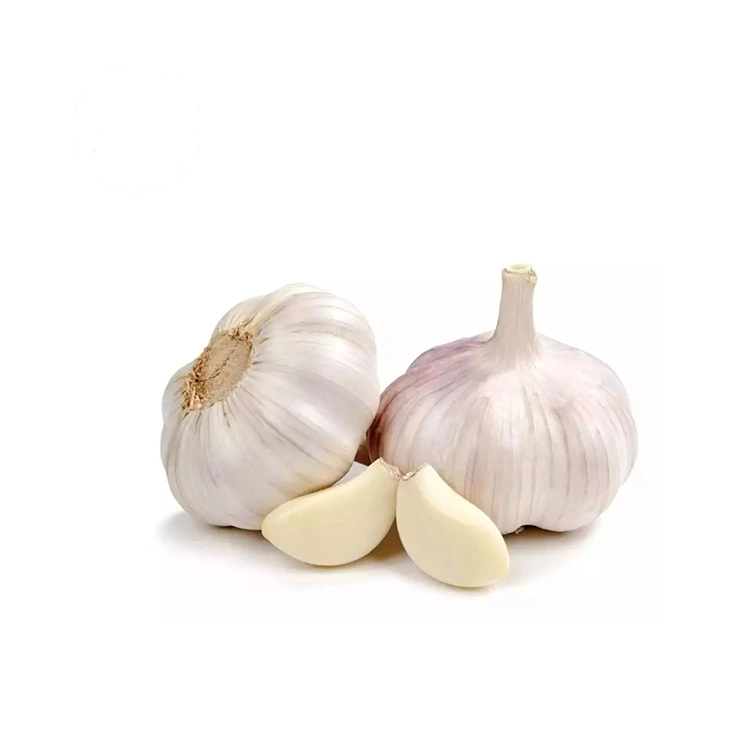 Premium Feme le Plump Normal White Garlic