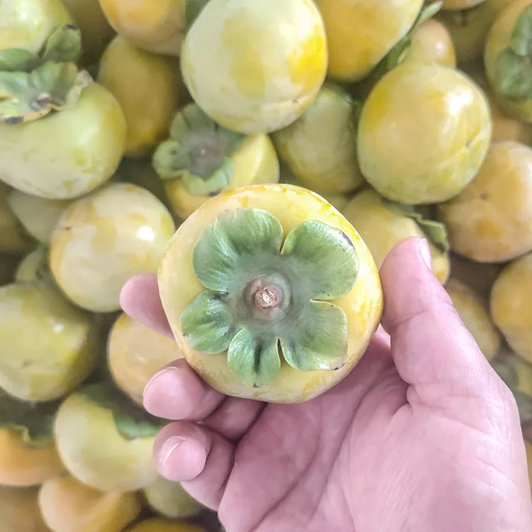 Persimmon e ncha e ncha