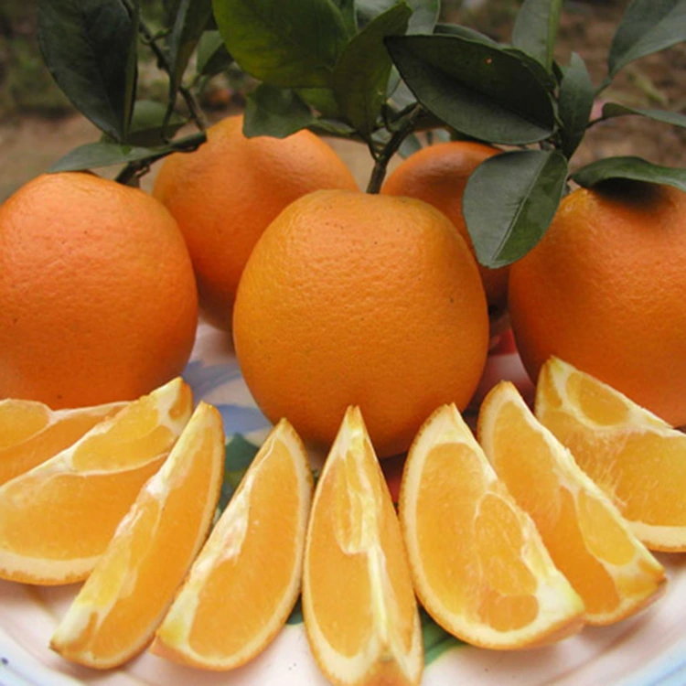 Li-Orange tsa Premium tse Ncha tse Monate tsa Mokhubu