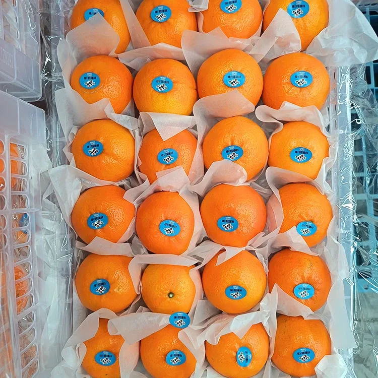 Premium Fresh Sweet Wogan Mandarin