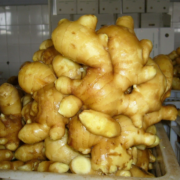 Ginger e nkhang hamonate e ncha e nkhang hamonate